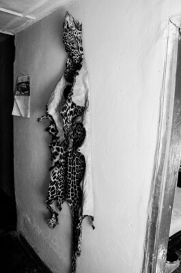 adrian assefa adam talmon