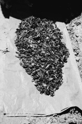 adrian assefa adam talmon