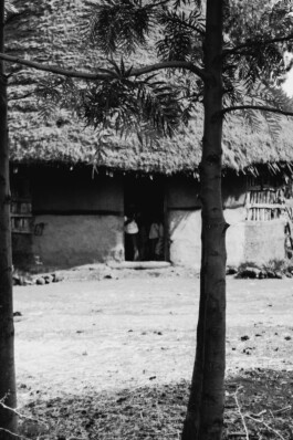 adrian assefa adam talmon