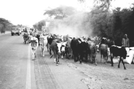 adrian assefa adam talmon