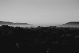 adrian assefa adam talmon