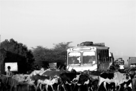 adrian assefa adam talmon